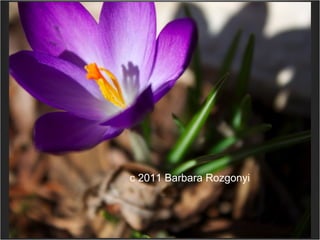 wiredPRworks.com c 2011 Barbara Rozgonyi 