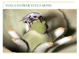YUCCA FLOWER YUCCA MOTH 