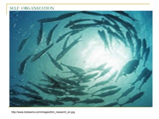 SELF  ORGANIZATION http :// www . bioteams . com / images / ibm_research_en . jpg 