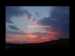 through the mosquitoes 