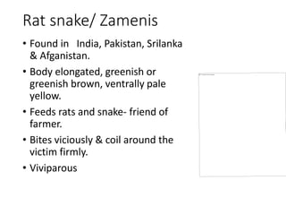 Rat snake/ Zamenis
• Found in India, Pakistan, Srilanka
& Afganistan.
• Body elongated, greenish or
greenish brown, ventrally pale
yellow.
• Feeds rats and snake- friend of
farmer.
• Bites viciously & coil around the
victim firmly.
• Viviparous
 