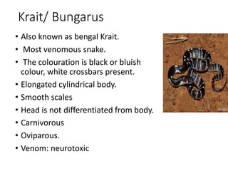 Krait/ Bungarus
• Also known as bengal Krait.
• Most venomous snake.
• The colouration is black or bluish
colour, white crossbars present.
• Elongated cylindrical body.
• Smooth scales
• Head is not differentiated from body.
• Carnivorous
• Oviparous.
• Venom: neurotoxic
 