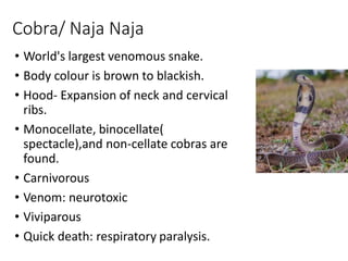 Cobra/ Naja Naja
• World's largest venomous snake.
• Body colour is brown to blackish.
• Hood- Expansion of neck and cervical
ribs.
• Monocellate, binocellate(
spectacle),and non-cellate cobras are
found.
• Carnivorous
• Venom: neurotoxic
• Viviparous
• Quick death: respiratory paralysis.
 
