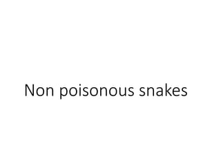 Non poisonous snakes
 