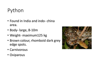 Python
• Found in India and indo- china
area.
• Body- large, 8-10m
• Weight- maximum125 kg
• Brown colour, rhomboid dark grey
edge spots.
• Carnivorous
• Oviparous
 