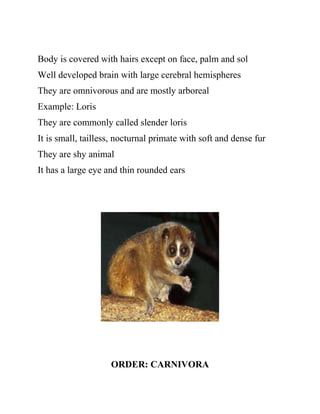 Body is covered with hairs except on face, palm and sol
Well developed brain with large cerebral hemispheres
They are omnivorous and are mostly arboreal
Example: Loris
They are commonly called slender loris
It is small, tailless, nocturnal primate with soft and dense fur
They are shy animal
It has a large eye and thin rounded ears
ORDER: CARNIVORA
 