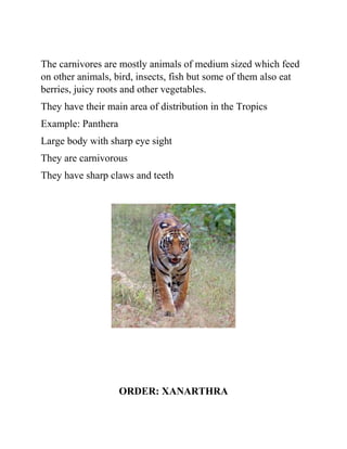 The carnivores are mostly animals of medium sized which feed
on other animals, bird, insects, fish but some of them also eat
berries, juicy roots and other vegetables.
They have their main area of distribution in the Tropics
Example: Panthera
Large body with sharp eye sight
They are carnivorous
They have sharp claws and teeth
ORDER: XANARTHRA
 