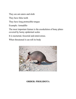 They are ant eaters and sloth
They have false teeth
They have long protrusible tongue
Example: Armadillo
The most important feature is the exoskeleton of bony plates
covered by horny epidermal scales
It is nocturnal, fossorial and omnivorous.
When threatened it can roll its body
ORDER: PHOLIDOTA
 