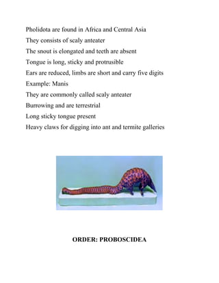 Pholidota are found in Africa and Central Asia
They consists of scaly anteater
The snout is elongated and teeth are absent
Tongue is long, sticky and protrusible
Ears are reduced, limbs are short and carry five digits
Example: Manis
They are commonly called scaly anteater
Burrowing and are terrestrial
Long sticky tongue present
Heavy claws for digging into ant and termite galleries
ORDER: PROBOSCIDEA
 