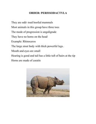 ORDER: PERISSODACTYLA
They are odd- toed hoofed mammals
Most animals in this group have three toes
The mode of progression is unguligrade
They have no horns on the head
Example: Rhinoceros
The large stout body with thick powerful legs.
Mouth and eyes are small
Hearing is good and tail has a little tuft of hairs at the tip
Horns are made of caratin
 