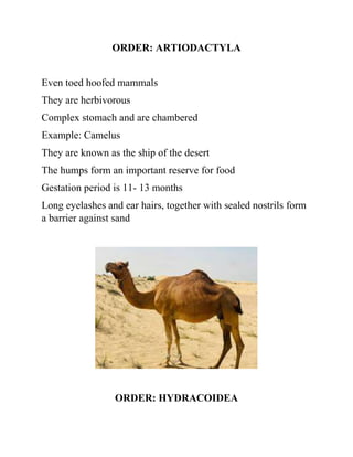 ORDER: ARTIODACTYLA
Even toed hoofed mammals
They are herbivorous
Complex stomach and are chambered
Example: Camelus
They are known as the ship of the desert
The humps form an important reserve for food
Gestation period is 11- 13 months
Long eyelashes and ear hairs, together with sealed nostrils form
a barrier against sand
ORDER: HYDRACOIDEA
 