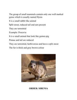 The group of small mammals contain only one well marked
genus which is usually named Hyrax
It is a small rabbit like animal
Split snout, reduced tail and ears present
They are terrestrial
Example: Procavia
It is a small animal that look like guinea pig
Pinnae and tail are reduced
They are terrestrial, herbivorous and have a split snout
The fur is thick and grey brown colour
ORDER: SIRENIA
 