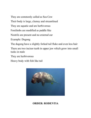 They are commonly called as Sea Cow
Their body is large, clumsy and streamlined
They are aquatic and are herbivorous
Forelimbs are modified as paddle like
Nostrils are present and no external ear
Example: Dugong
The dugong have a slightly forked tail fluke and even less hair
There are two incisor teeth in upper jaw which grow into small
tusks in male
They are herbivorous
Heavy body with fish like tail
ORDER: RODENTIA
 