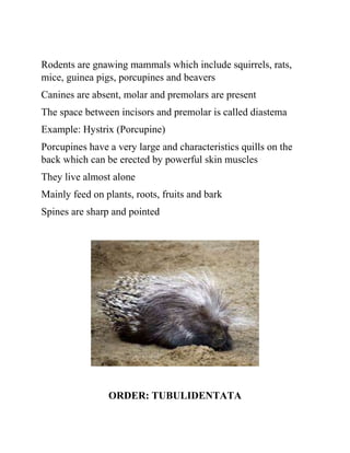 Rodents are gnawing mammals which include squirrels, rats,
mice, guinea pigs, porcupines and beavers
Canines are absent, molar and premolars are present
The space between incisors and premolar is called diastema
Example: Hystrix (Porcupine)
Porcupines have a very large and characteristics quills on the
back which can be erected by powerful skin muscles
They live almost alone
Mainly feed on plants, roots, fruits and bark
Spines are sharp and pointed
ORDER: TUBULIDENTATA
 