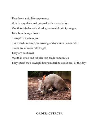 They have a pig like appearance
Skin is very thick and covered with sparse hairs
Mouth is tubular with slender, protrusible sticky tongue
Toes bear heavy claws
Example: Orycteropus
It is a medium sized, burrowing and nocturnal mammals
Limbs are of moderate length
They are nouturnal
Mouth is small and tubular that feeds on termites
They spend their daylight hours in dark to avoid heat of the day
ORDER: CETACEA
 