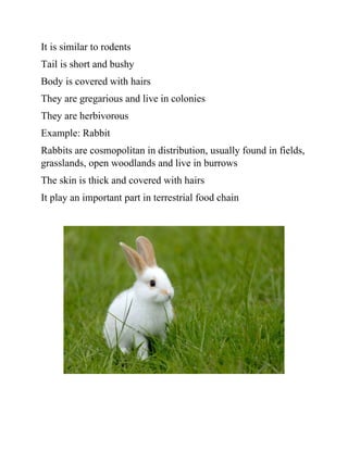 It is similar to rodents
Tail is short and bushy
Body is covered with hairs
They are gregarious and live in colonies
They are herbivorous
Example: Rabbit
Rabbits are cosmopolitan in distribution, usually found in fields,
grasslands, open woodlands and live in burrows
The skin is thick and covered with hairs
It play an important part in terrestrial food chain
 