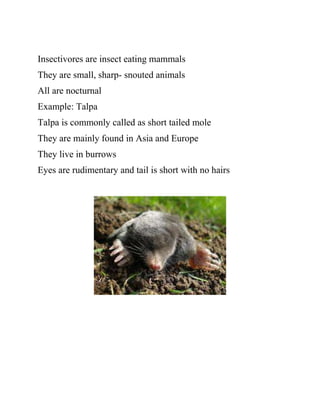Insectivores are insect eating mammals
They are small, sharp- snouted animals
All are nocturnal
Example: Talpa
Talpa is commonly called as short tailed mole
They are mainly found in Asia and Europe
They live in burrows
Eyes are rudimentary and tail is short with no hairs
 