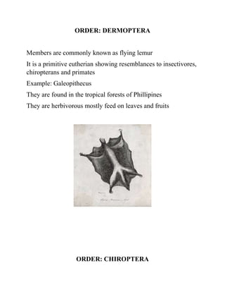 ORDER: DERMOPTERA
Members are commonly known as flying lemur
It is a primitive eutherian showing resemblances to insectivores,
chiropterans and primates
Example: Galeopithecus
They are found in the tropical forests of Phillipines
They are herbivorous mostly feed on leaves and fruits
ORDER: CHIROPTERA
 