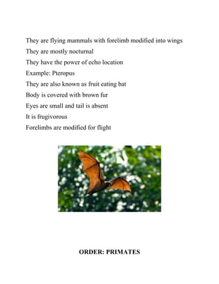 They are flying mammals with forelimb modified into wings
They are mostly nocturnal
They have the power of echo location
Example: Pteropus
They are also known as fruit eating bat
Body is covered with brown fur
Eyes are small and tail is absent
It is frugivorous
Forelimbs are modified for flight
ORDER: PRIMATES
 