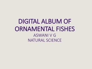 DIGITAL ALBUM OF
ORNAMENTAL FISHES
ASWANI V G
NATURAL SCIENCE
 