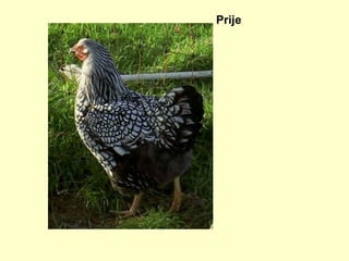 Prije 