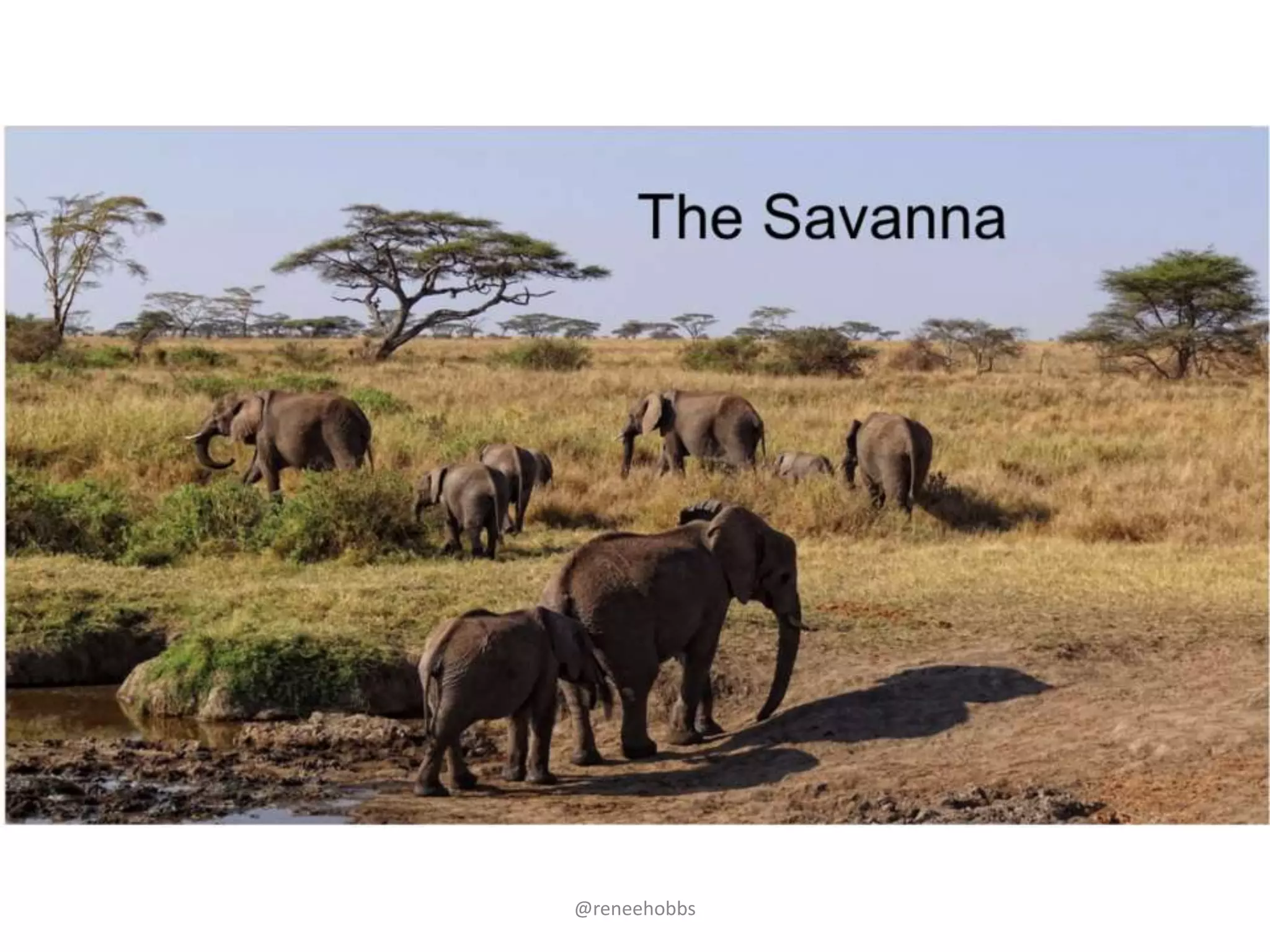 Digital Authorship & Media Literacy