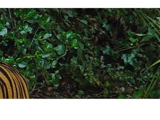 Digital camera ideas