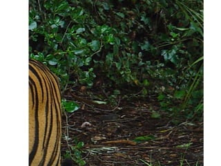 Digital camera ideas