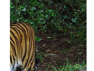 Digital camera ideas