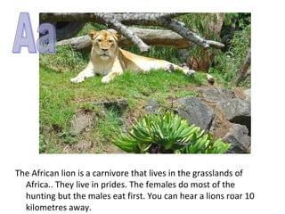 The African lion is a carnivore that lives in the grasslands of
  Africa.. They live in prides. The females do most of the
  hunting but the males eat first. You can hear a lions roar 10
  kilometres away.
 
