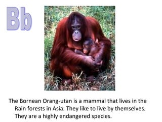 The Bornean Orang-utan is a mammal that lives in the
  Rain forests in Asia. They like to live by themselves.
  They are a highly endangered species.
 