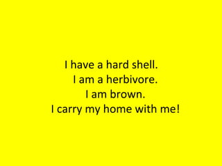 I have a hard shell.
     I am a herbivore.
        I am brown.
I carry my home with me!
 