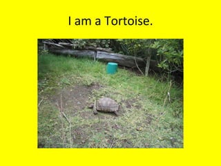 I am a Tortoise.
 
