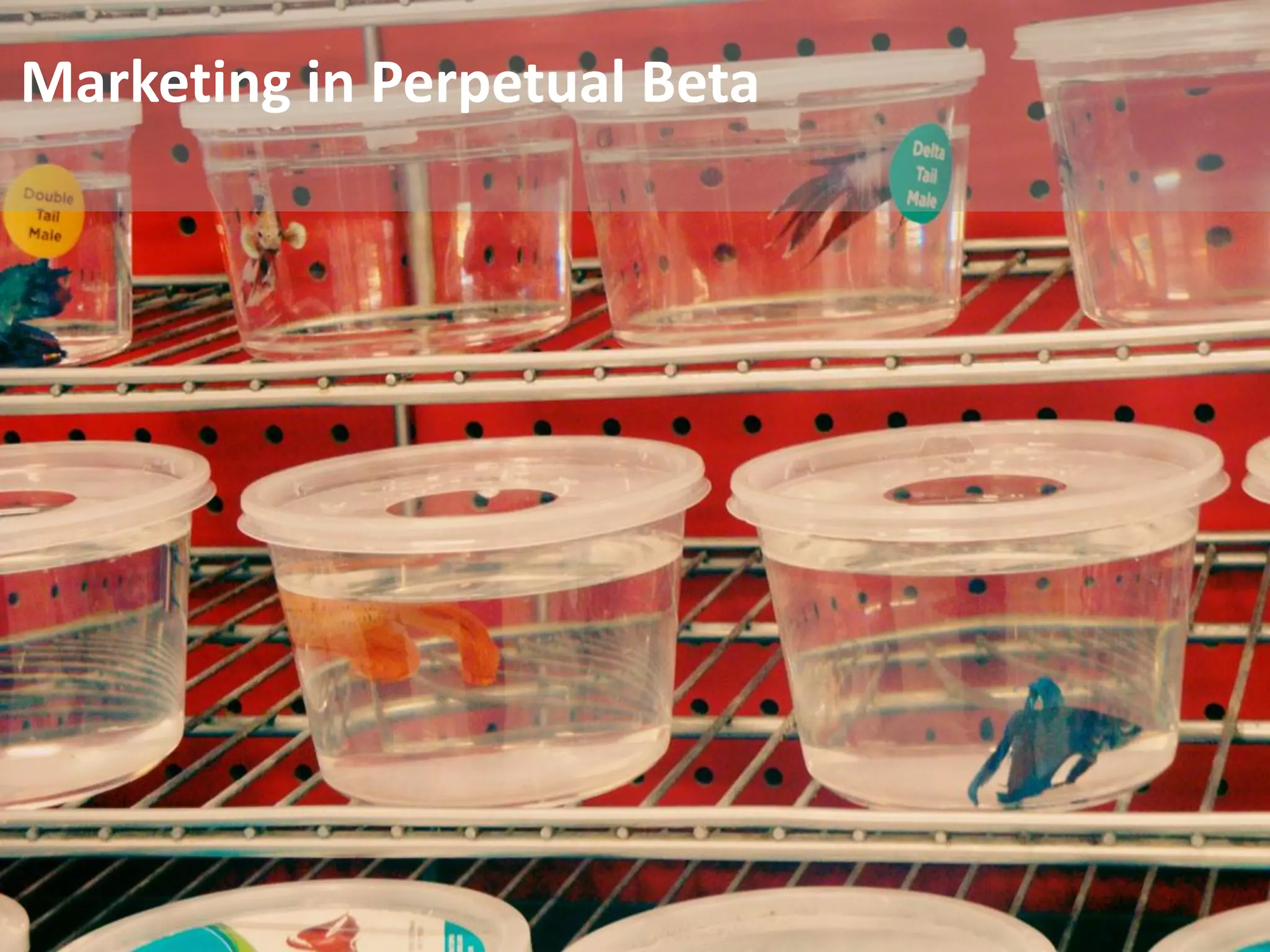 Marketing in Perpetual Beta




                              www.marketingsavant.com
The MarketingSavant Group                888.989.7771
 