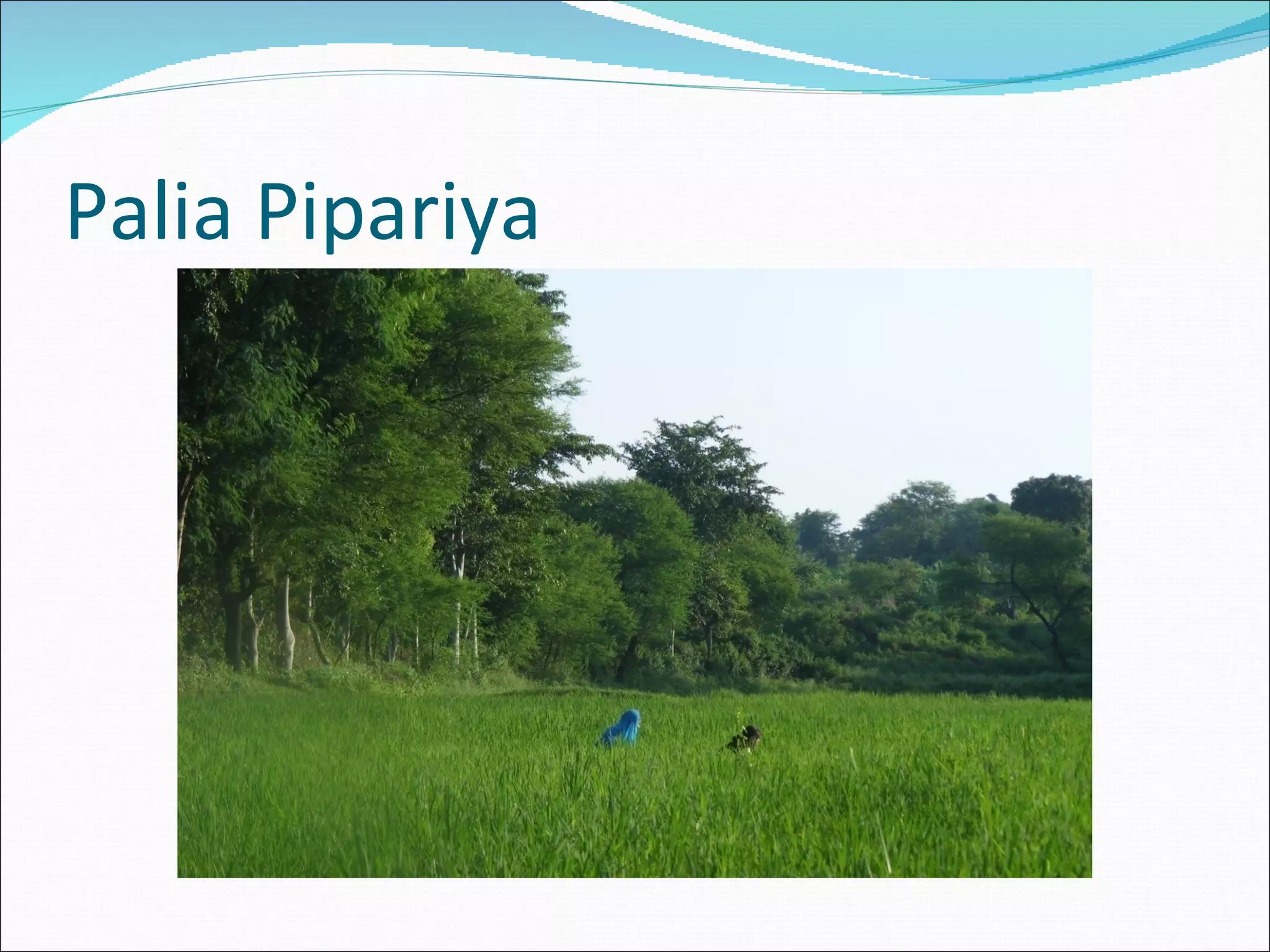 Palia Pipariya 