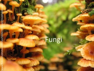 www.flickr.com/photos/jnthnhys/143427239/sizes/l/in/photostream/




                         Fungi
 