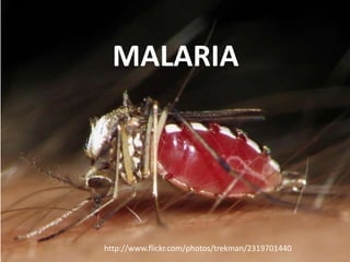 MALARIA




http://www.flickr.com/photos/trekman/2319701440
 