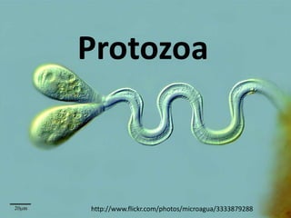 Protozoa



http://www.flickr.com/photos/microagua/3333879288
 