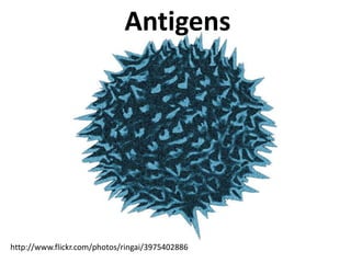 Antigens




http://www.flickr.com/photos/ringai/3975402886
 