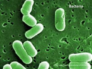 Bacteria




http://www.flickr.com/photos/ajc1/510676658/
 