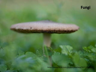 Fungi




http://www.flickr.com/photos/markop/2071188064/
 