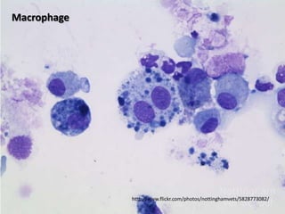 Macrophage




             http://www.flickr.com/photos/nottinghamvets/5828773082/
 