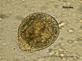 Parasite




http://www.flickr.com/photos/euthman/268022978/
 
