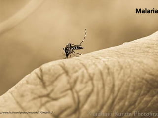 Malaria




://www.flickr.com/photos/mkuram/3700928671/
 