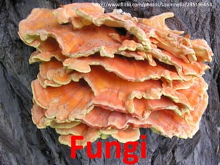 http://www.flickr.com/photos/squirmelia/235196654




Fungi
 