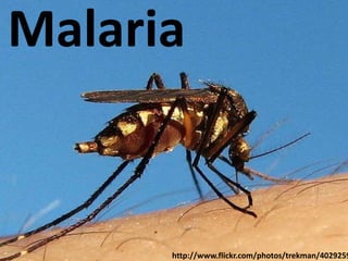 Malaria


      http://www.flickr.com/photos/trekman/4029259
 