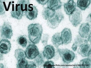 Virus


        http://www.flickr.com/photos/ajc1/3919177347
 