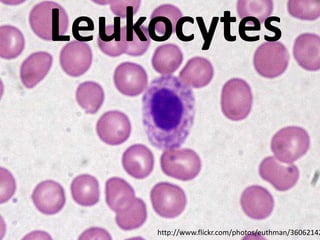Leukocytes


    http://www.flickr.com/photos/euthman/36062142
 