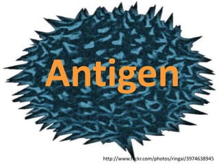 Antigen
   http://www.flickr.com/photos/ringai/3974638945
 