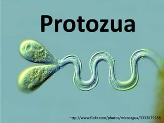 Protozua


  http://www.flickr.com/photos/microagua/3333879288
 